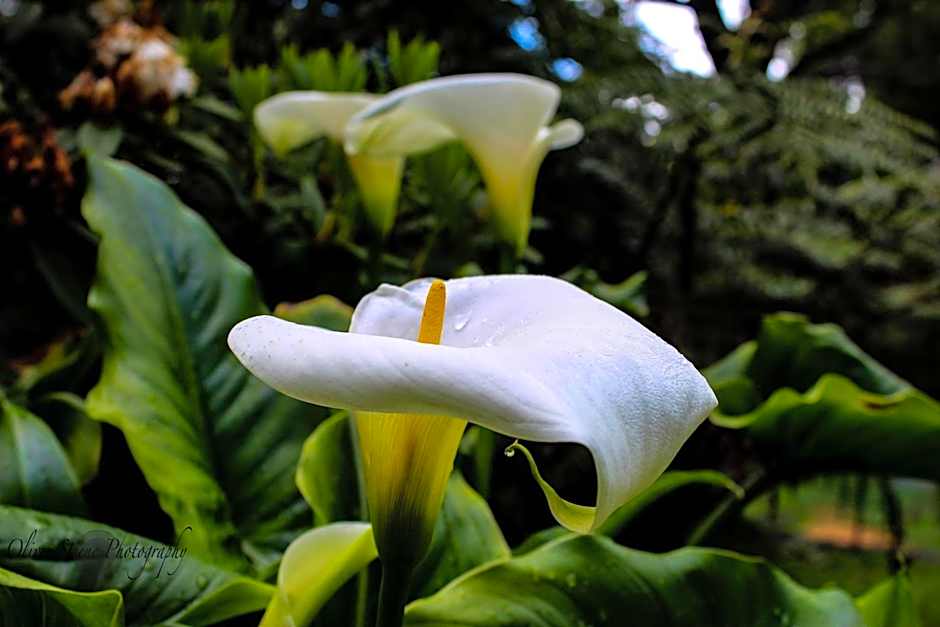 Tomah Retreat - Studio CHILL with fireplace and clawfoot bath
