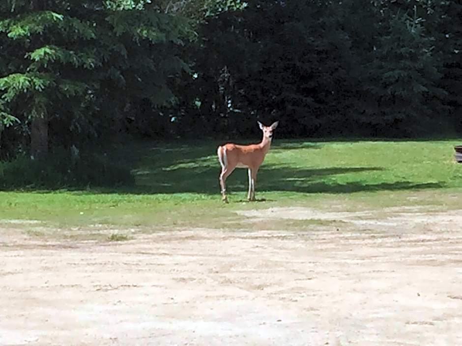 Summit River Lodge & Campsites