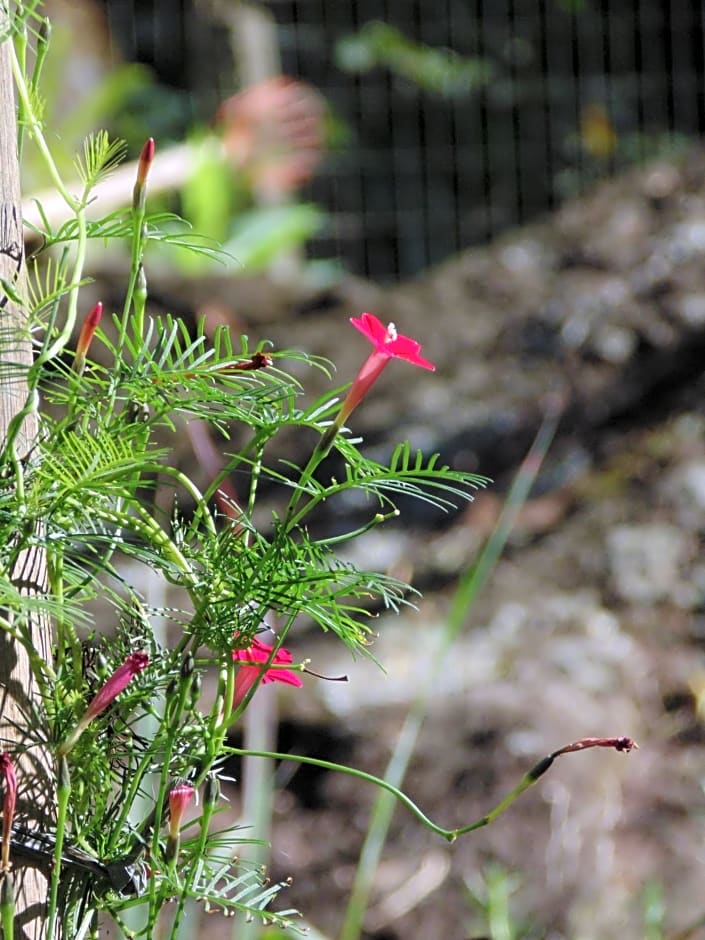 Casa D`Irene - Refúgio na Mata Atlântica