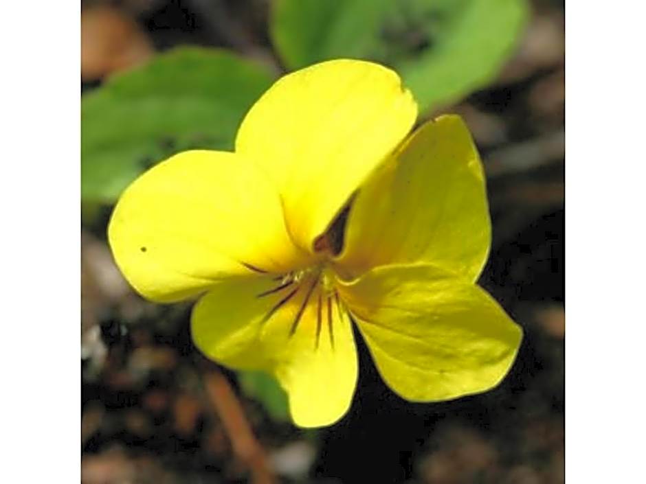 Resonate Club Shape - Vacation STAY 60135v