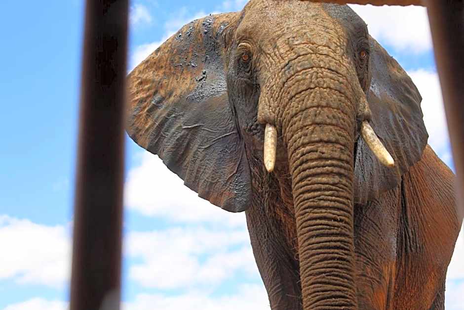 Salt Lick Safari Lodge