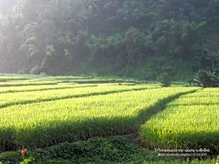 Kowit Maechaem Farmstay