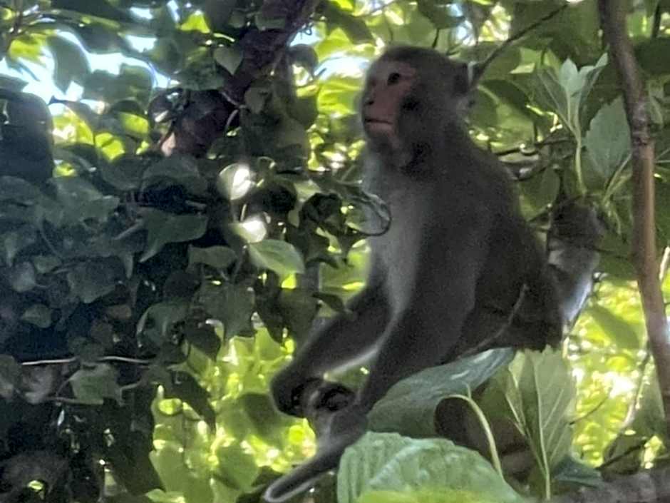 Yuraku Izu-Oshima - Vacation STAY 44725v