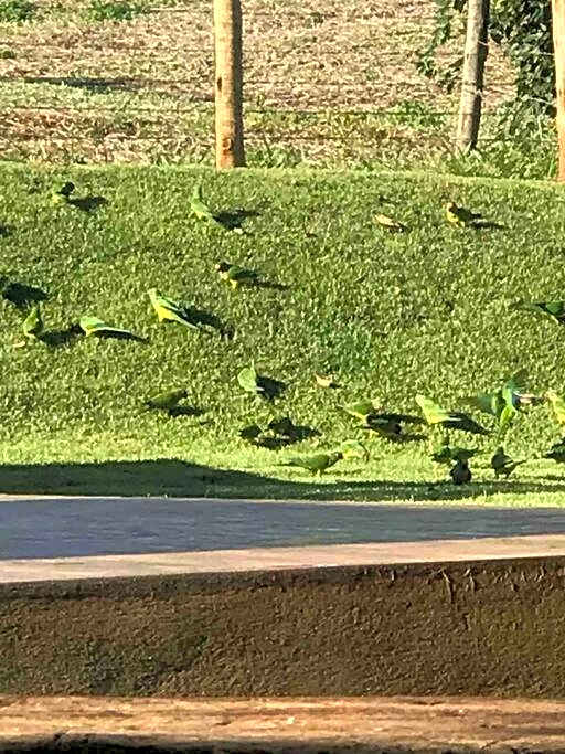 Casa de Campo Tamanduá - Conexão com a Natureza!