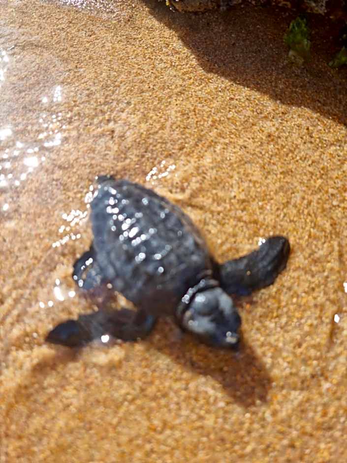 Casa de Jauà - SeaView - Coliving