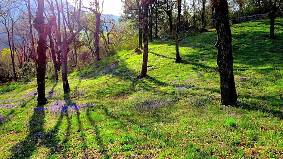 Apartments Villa Venera
