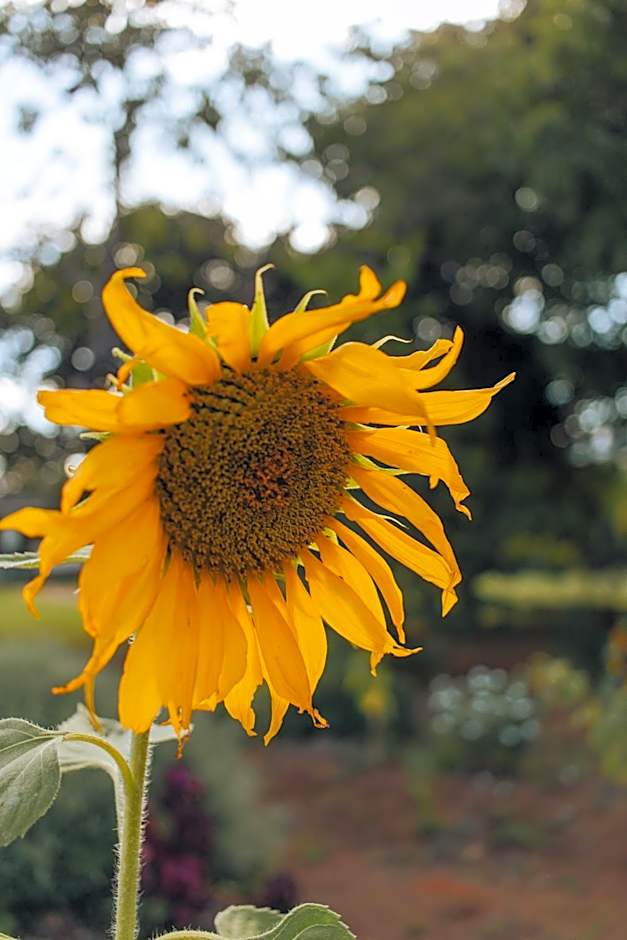 Hotel Vegano Bona Espero