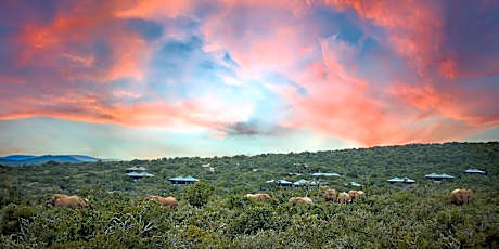Kwandwe Private Game Reserve - Ecca Lodge