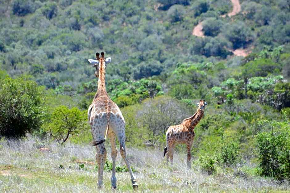 African Safari Lodge