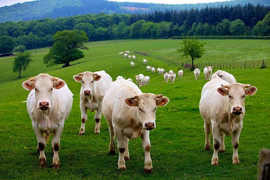 Domaine Joseph LAFARGE Wine Resort B&B