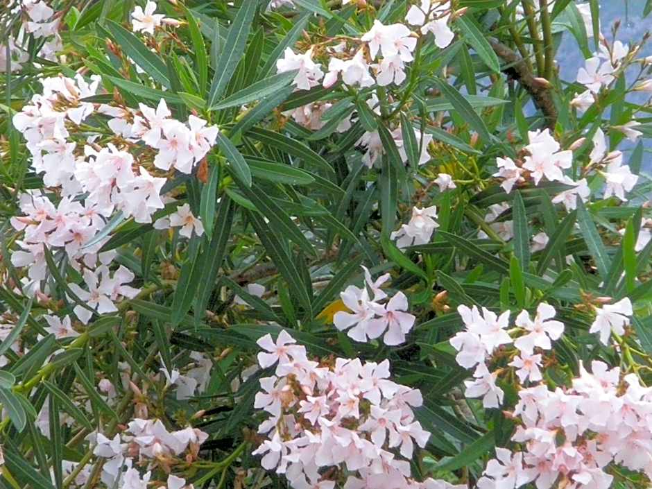 S'Ustiarvu- NUOVA GESTIONE