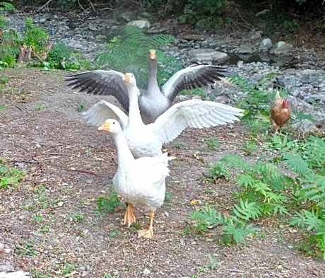 Gli Ulivi Bed & breakfast