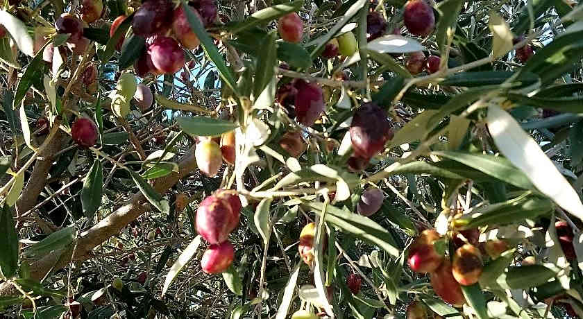 L'Esperluette en Camargue