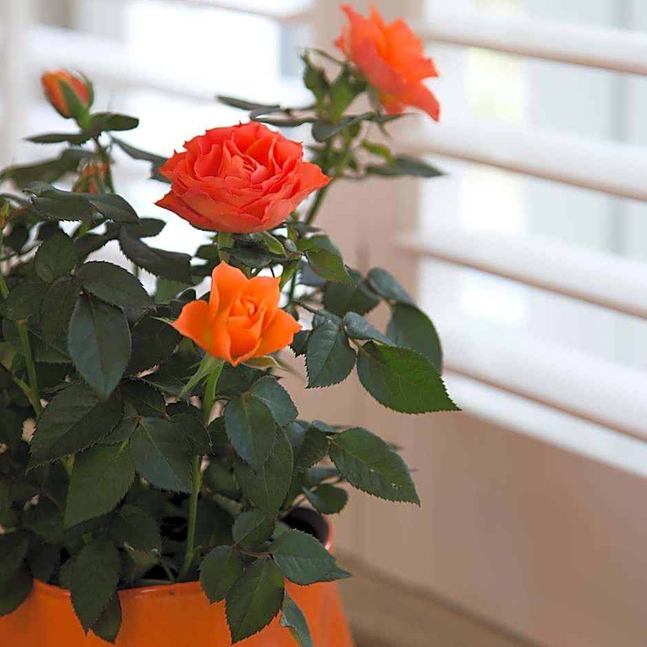 Romantik Manoir Carpe Diem