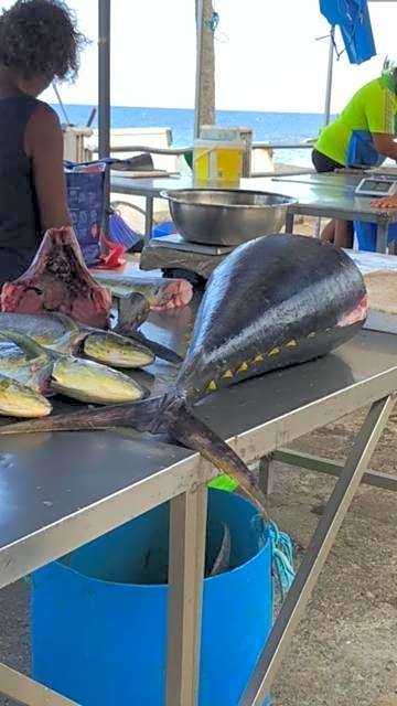 Villa Tigo T3 Colibri