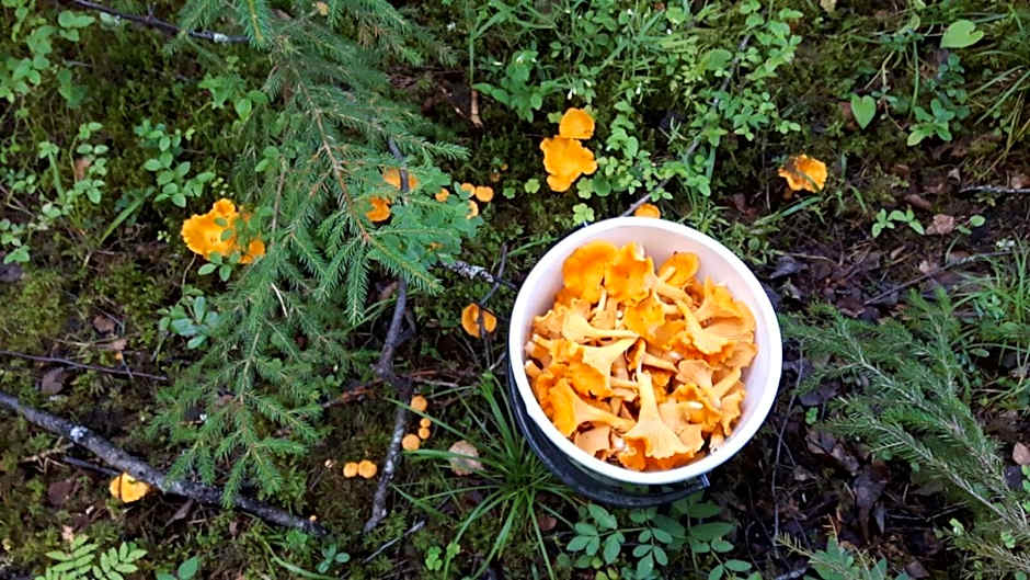 Kujanpää | Paajoen Vuokramökit