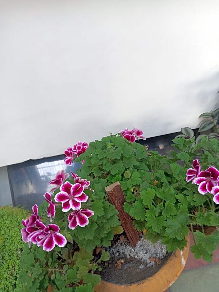 Hostal Posada del Maple