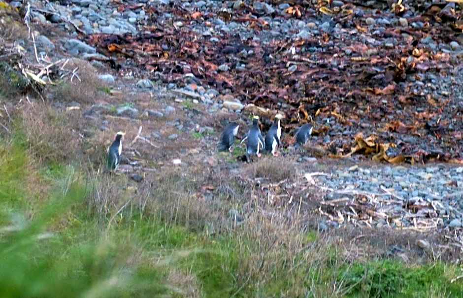 Surat Bay Lodge by the Sea/Backpackers Hostel