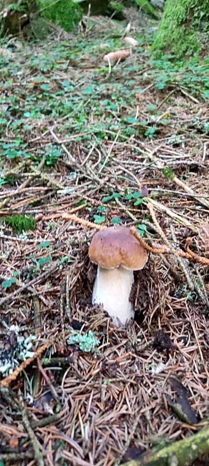 Bulle de Bois, écolodge insolite avec spa privatif au milieu des volcans - Bulles d'Herbe