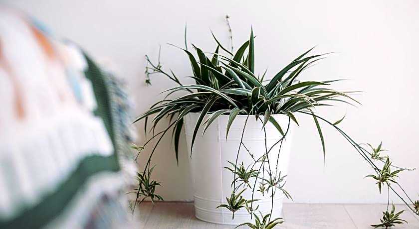 Chuanfanrock Haku Beach Days Inn