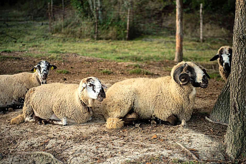 ECOTurisme Can Buch HOTEL