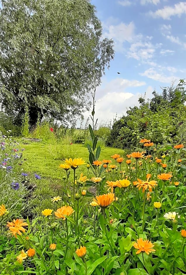 Het Bijenweitje - The Little Bee Meadow