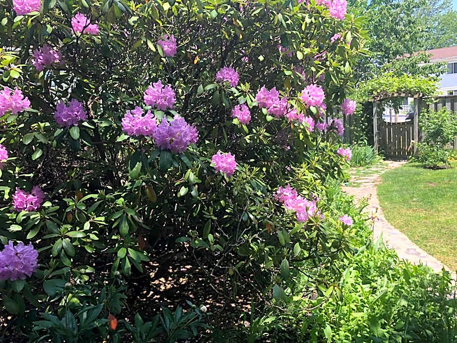 The Stella Rose B&B