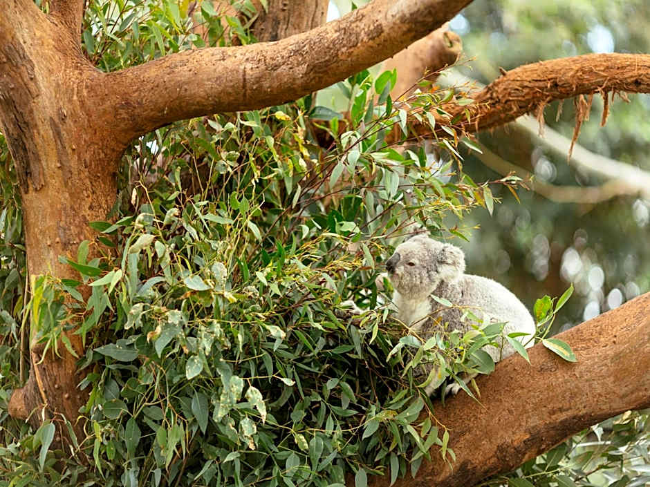 Wildlife Retreat at Taronga