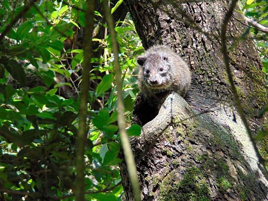Naro Moru River Lodge