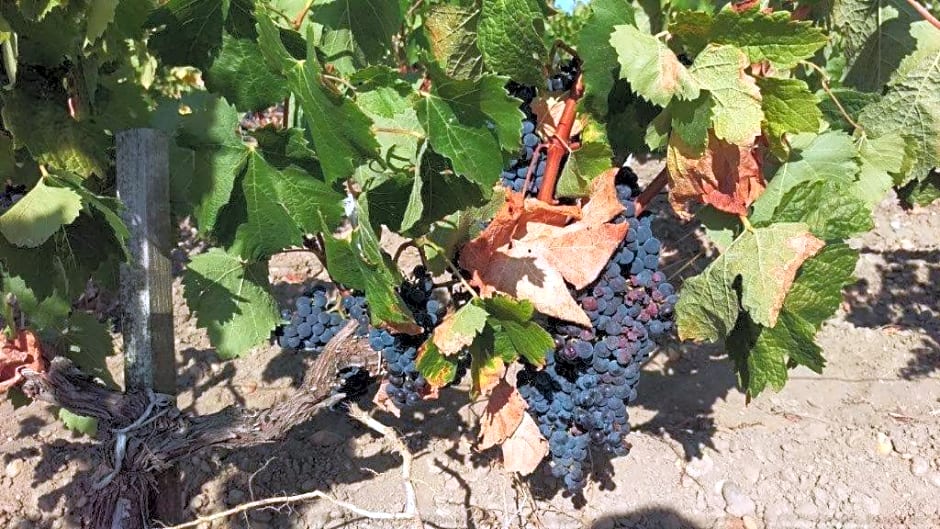 Au c¿ur des vignobles