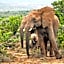 Kwandwe Private Game Reserve - Uplands Homestead