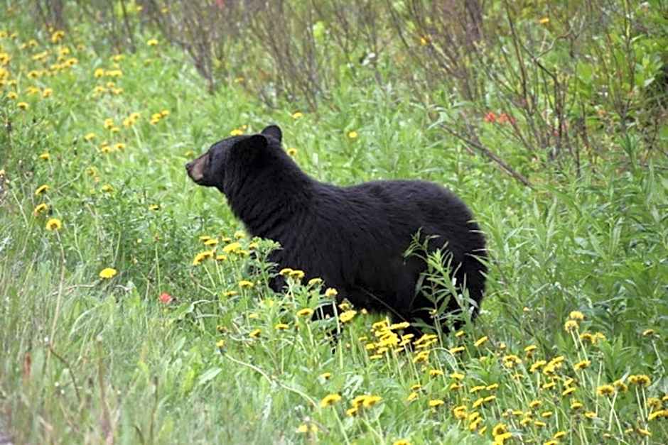 A Suite Retreat - Beyond Bed & Breakfast