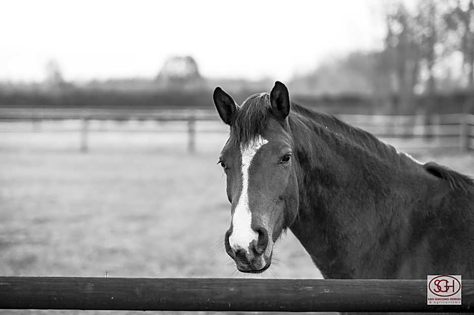 San Giacomo Horses & Agriturismo