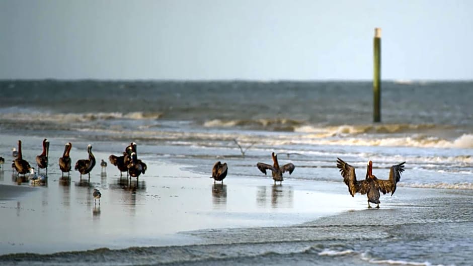 Holiday Inn Resort Jekyll Island