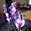 Ivana B&B