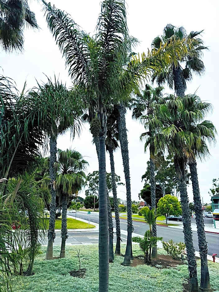 The Pacific Inn