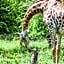 Elandela Private Game Reserve and Luxury Lodges Pty Ltd