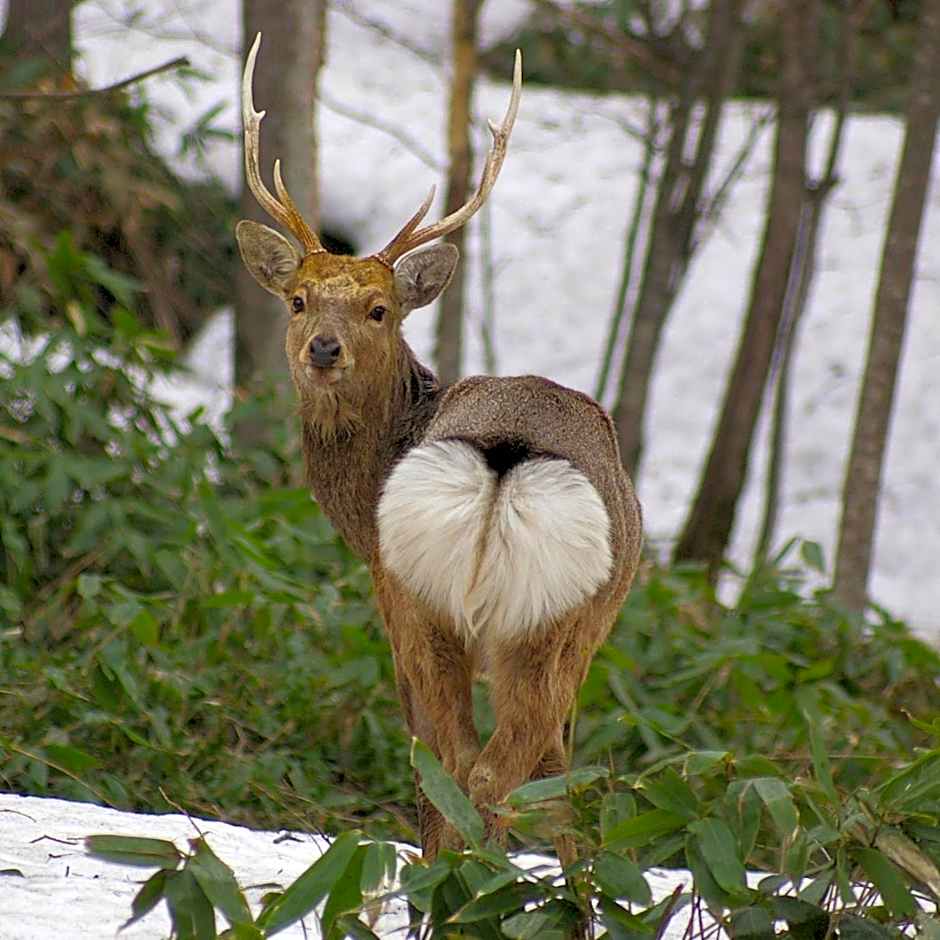 Tomuraushionsen Higashi Taisetsuso