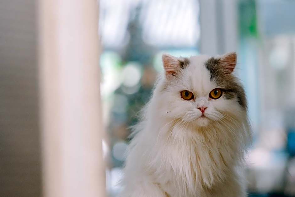 Meow Cat Cafe & Hotel