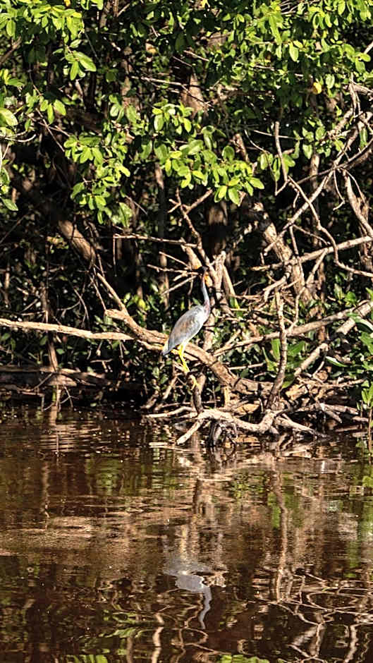 Totem Beach Club - Celestun