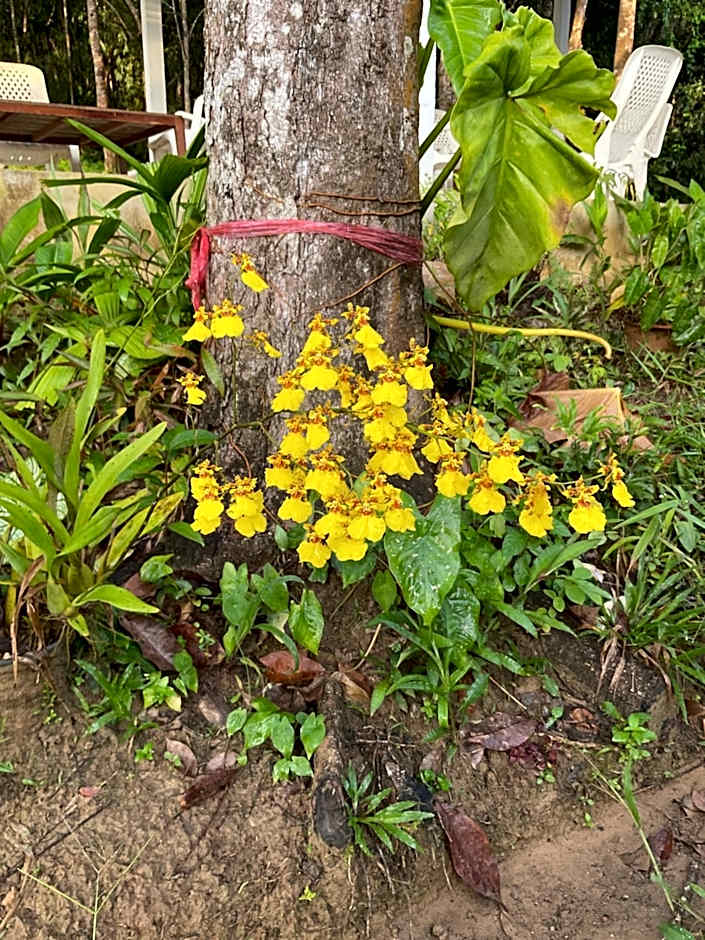 สวนลุงวรRanongGlamping