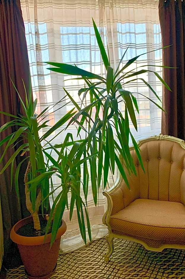 HOTEL THE WHITE HOUSE Plovdiv