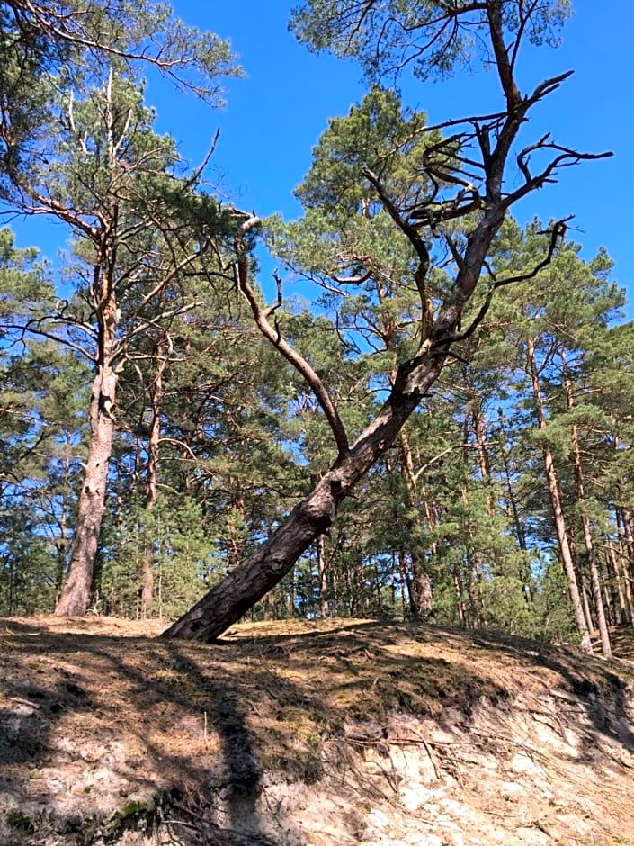 Domki nad morzem Sasino Mojo Miodno Checz