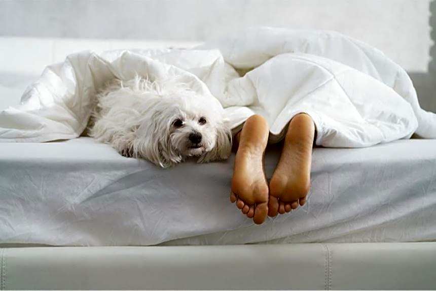 Stardust Motel Wallace