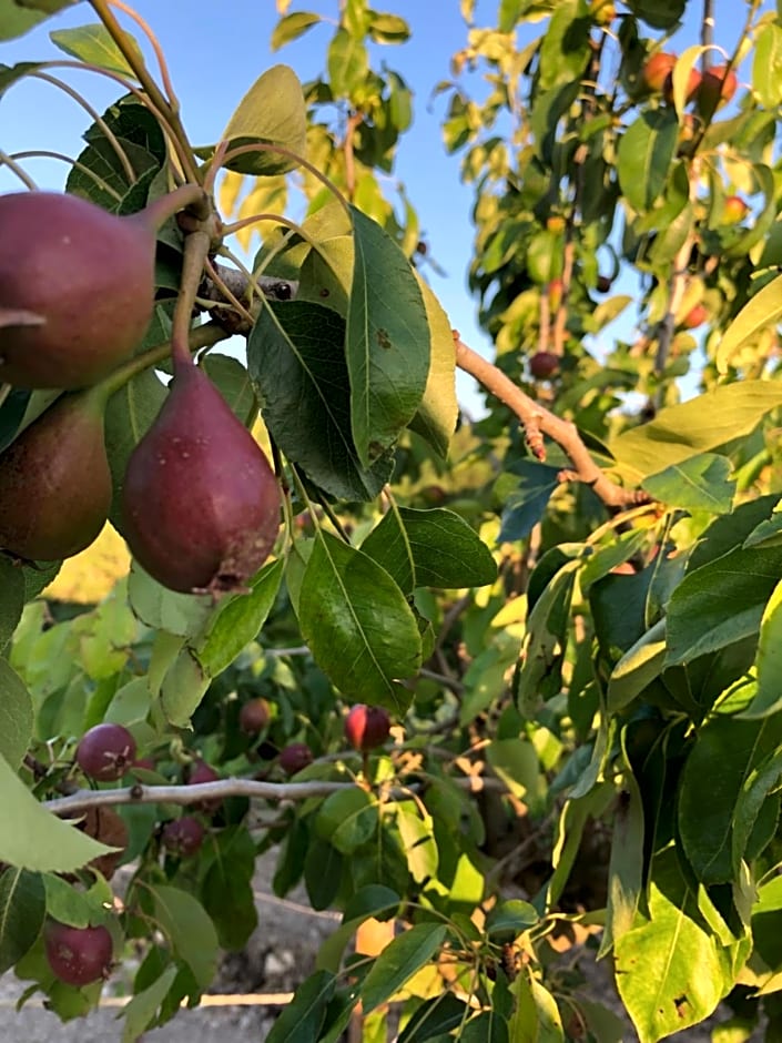 Podere Il Sasso