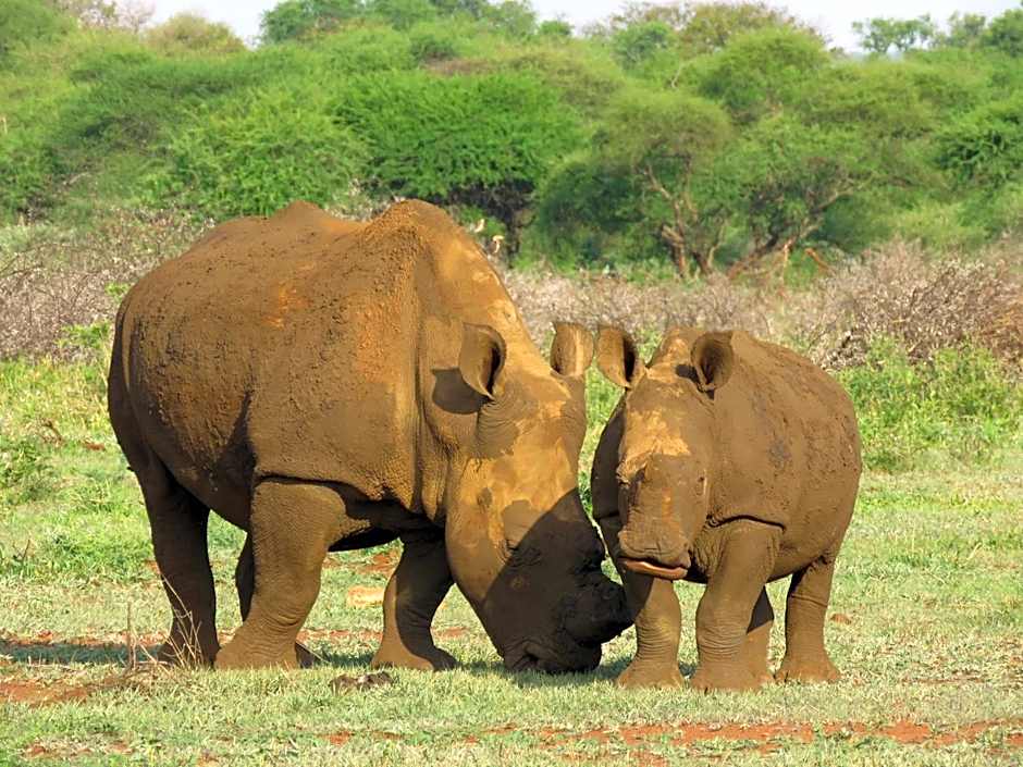 Sable Creek Safari Lodge