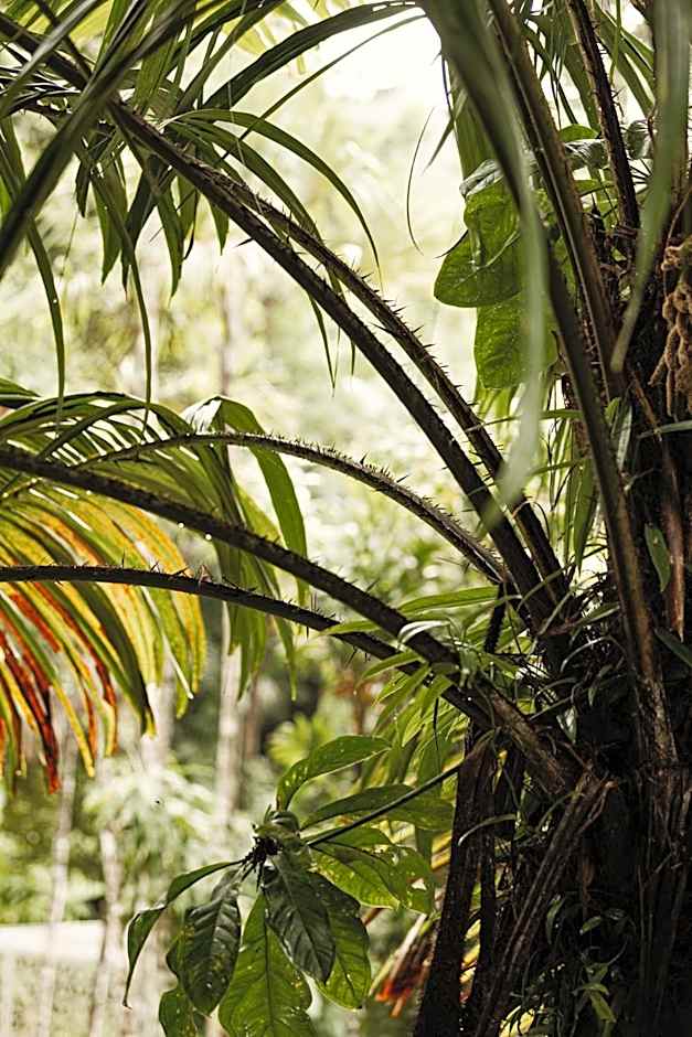 mist at Cape Tribulation