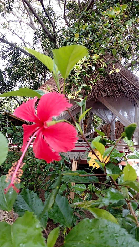 Cosmos Bungalows