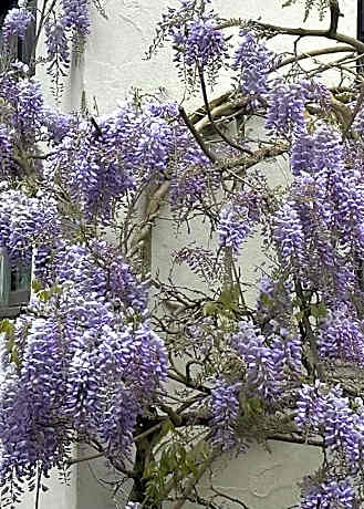 Manor Lodge Guesthouse