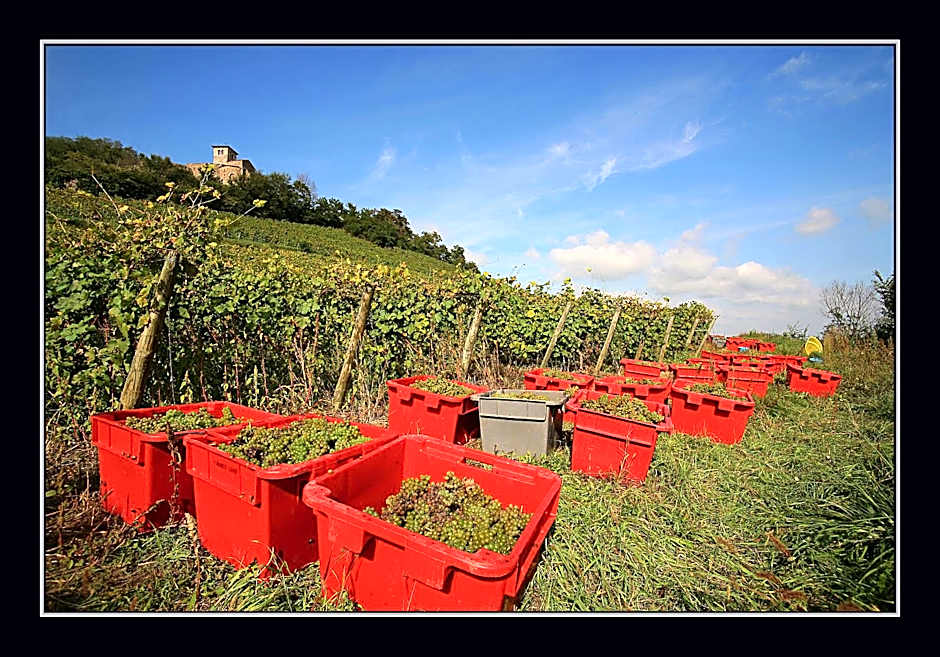 Les Étoiles Du Forez